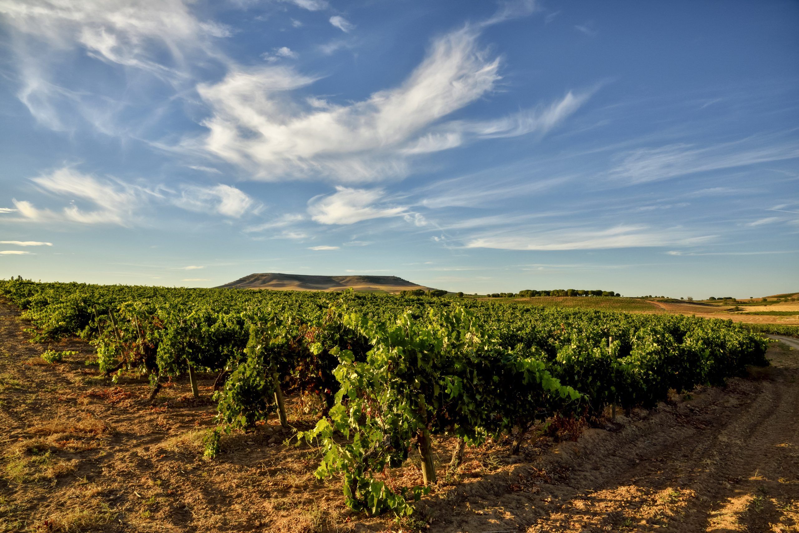 Own Vineyards