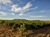 Own Vineyards