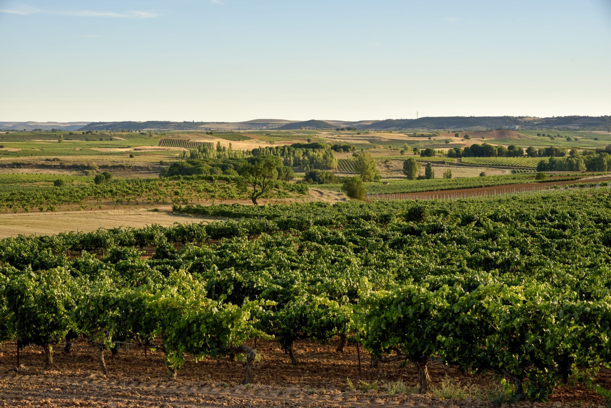 Viñedo